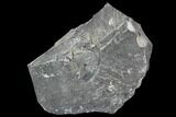 Unprepared Drotops Trilobite - About Long #106861-3